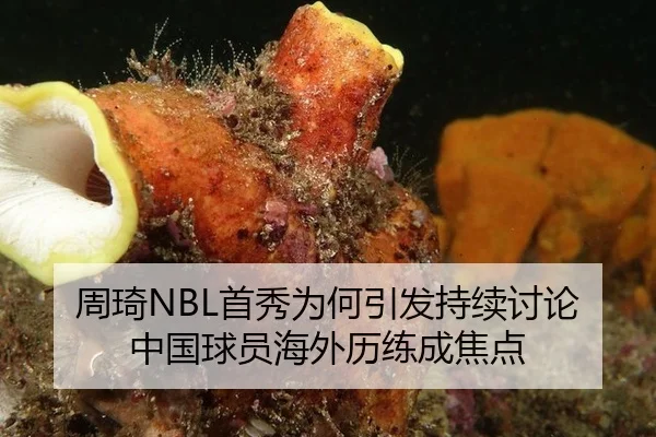 周琦NBL首秀为何引发持续讨论 中国球员海外历练成焦点